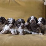 Lagotto Romagnolo FCI kennel OKEANAS | puppies